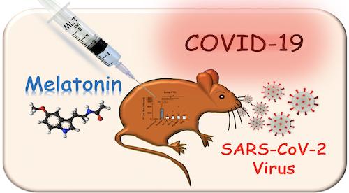 Le traitement par la mélatonine de souris infectées atténue la COVID-19