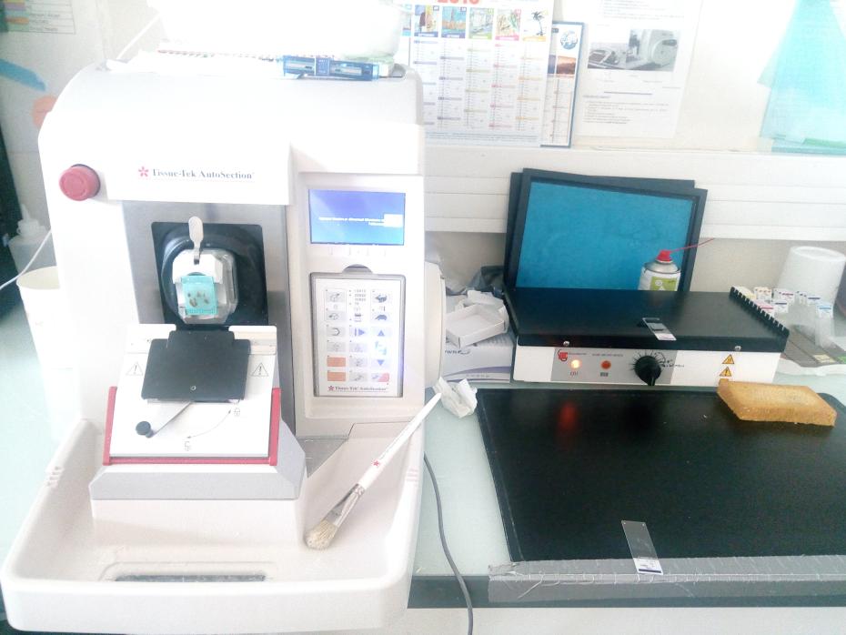 Microtome autosection 