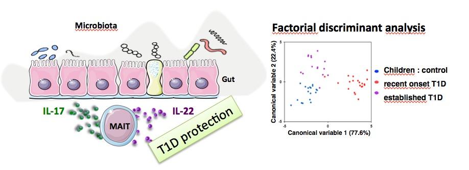 Figure 1 projet Le rôle des lymphocytes T de type inné dans la régulation du DT1