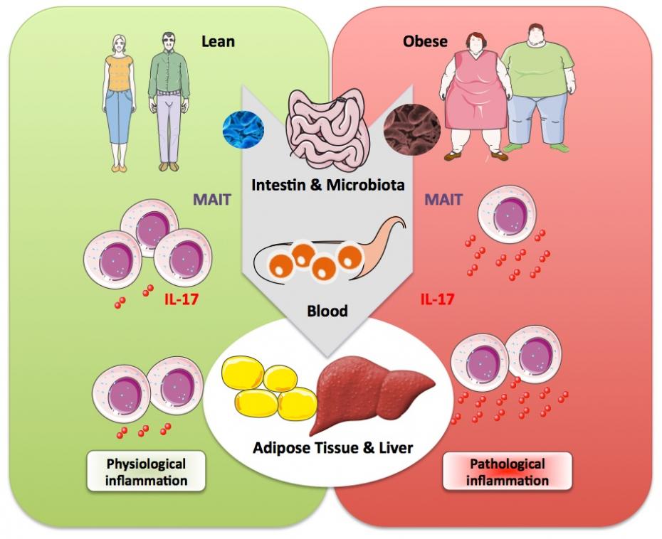 Figure 1 projet Le rôle des lymphocytes T innés dans l&#039;obésité, le diabète de type 2 et stéatose hépatique non alcoolique