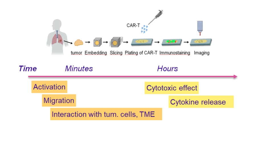 Figure projet Un nouveau modèle préclinique pour évaluer l’activité des lymphocytes T dans des tissus humains