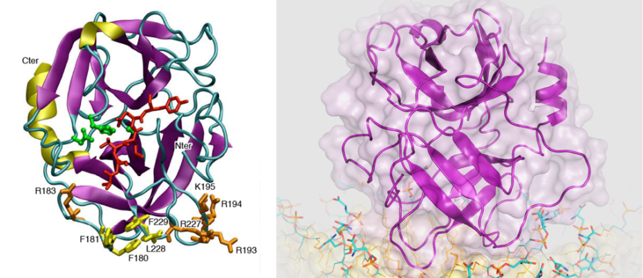 schéma projet Dysrégulation immunitaire dans les vascularites à ANCA : rôle de la protéinase 3 équipe Witko