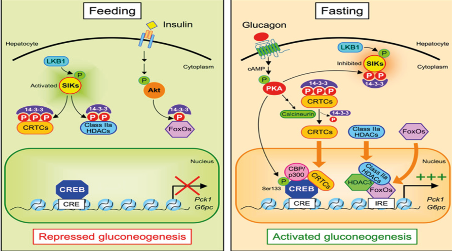 Schéma projet SIK dans la production hépatique de glucose et potentiel thérapeutique dans la diabète