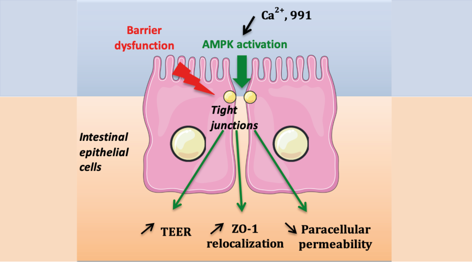 Modèle de régulation de l’assemblage des jonctions serrées de l’épithélium intestinal par l’AMPK 
