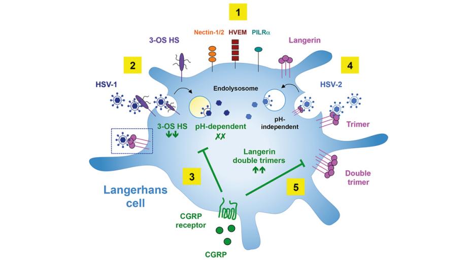 mécanismes d&#039;infection par le HSV-1 et le HSV-2 dans les LC humaines et leur inhibition par le CGRP