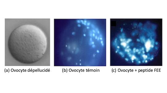 entrée de spermatozoïdes dans un ovocyte en présence ou absence de peptide FEE