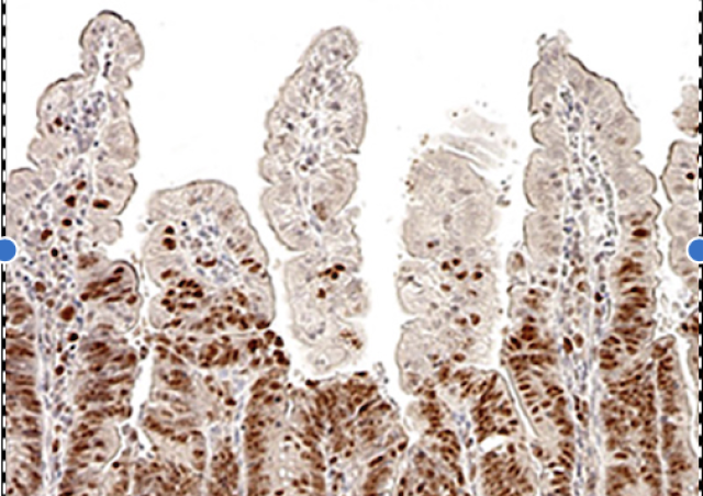 photo microscopie cryptes intestinales projet contrôle nutritionnel des cellules souches intestinales