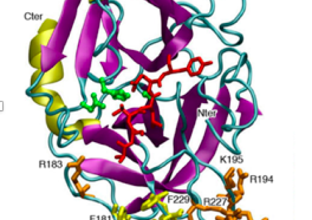 schéma de la structure moléculaire de la protéinase 3 projet Dysrégulation immunitaire dans les vascularites à ANCA : rôle de la protéinase 3 équipe Witko