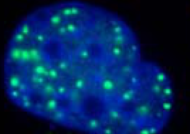 Lopez vignette microscopie fluorescente