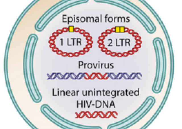 Different form of the HIV-1 genome in the cells